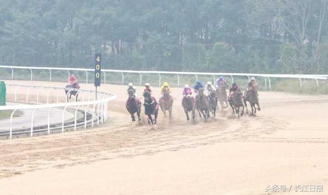 这是国内最高级别速度赛马赛事，82匹马闯入决赛