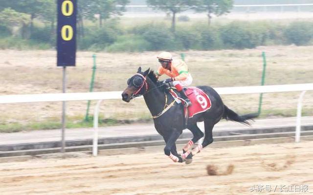 这是国内最高级别速度赛马赛事，82匹马闯入决赛